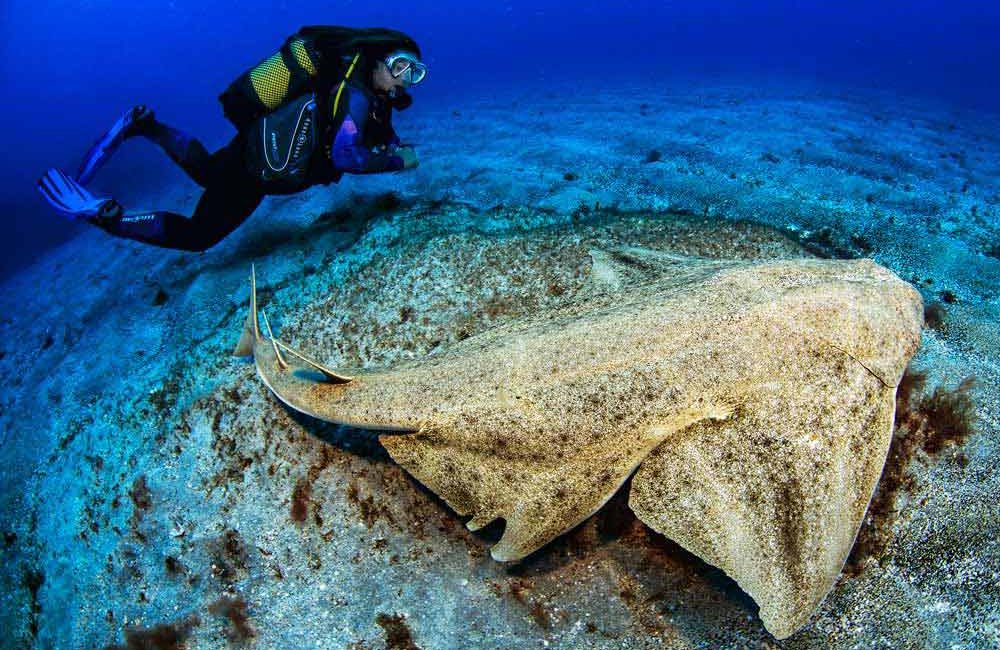 Angel Shark | Diving Puerto Del Carmen Lanzarote | Manta Diving Lanzarote