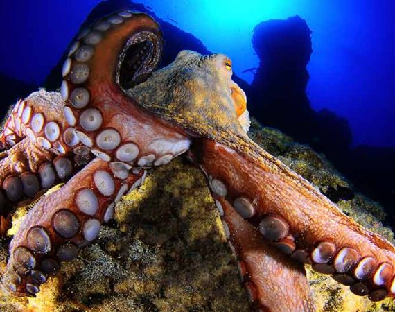 Octopus | Diving in Puerto Del Carmen with Manta Diving Lanzarote