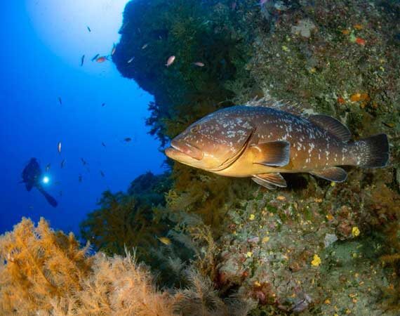 Grouper Run - Dive Sites Lanzarote - Manta Diving Lanzarote